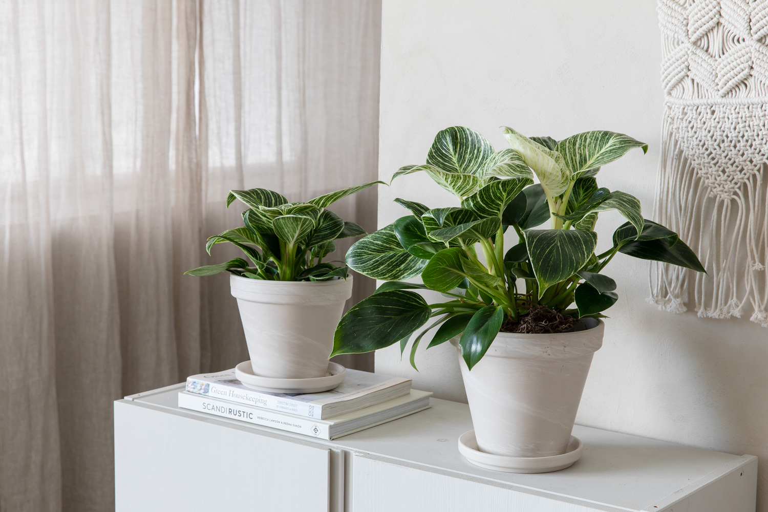 Philodendron White Measure i terracottapotte